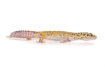 Fototapeta na wymiar Leopard Gecko