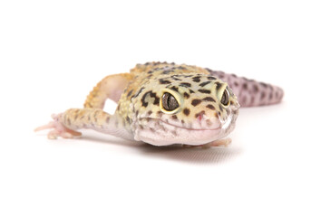 Leopard Gecko