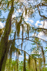 Forest swamp land in Okefenokee Swamp Park, Southern Georgia.