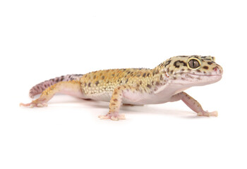 Naklejka premium Leopard Gecko