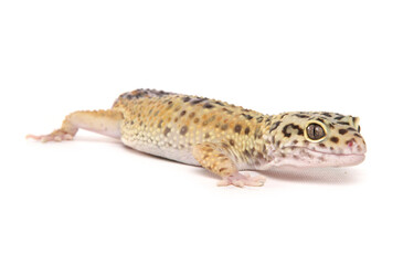 Leopard Gecko
