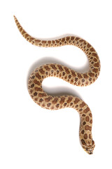 Western Hog-nosed Snake