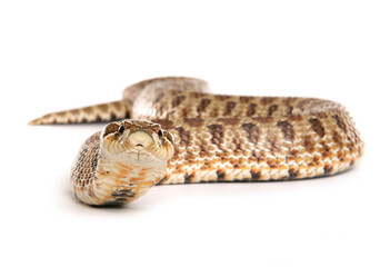Western Hog-nosed Snake