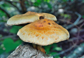 Edible mushrooms (Pholiota aurivella)