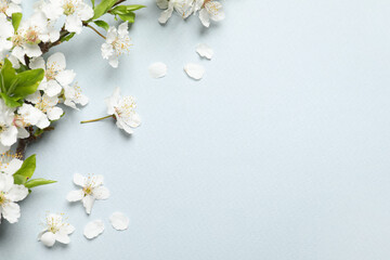 Blossoming spring tree branches as border on light background, flat lay. Space for text