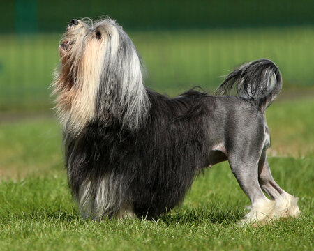 L&ouml;wchen - Little Lion Dog