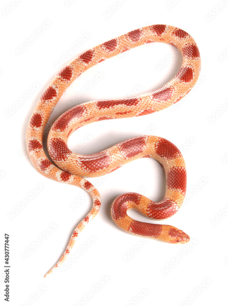 Sticker corn cross milksnake