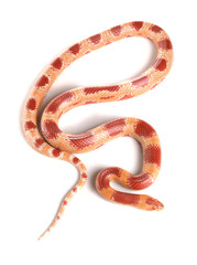 corn cross milksnake
