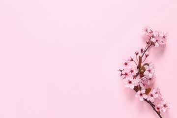 Sakura tree branch with beautiful blossoms on pink background, flat lay. Space for text