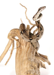 Boa Constrictor Snake