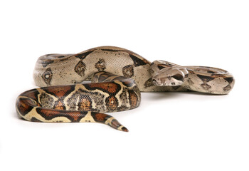 Boa Constrictor Snake