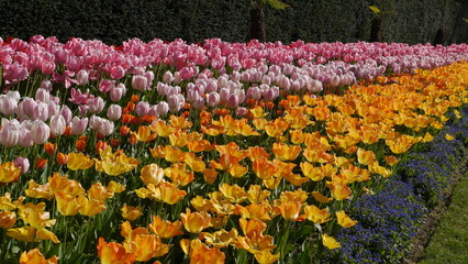 Springtime Tulip Bulbs Flowering