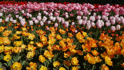 Springtime Tulip Bulbs Flowering