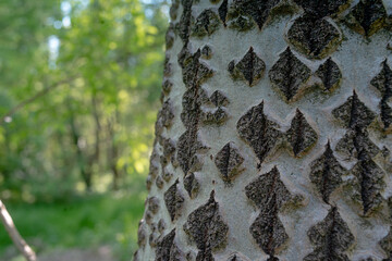 Closeup shot of a white poplar tree trunk in the park
