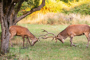 Two male deer fight with their big antlers