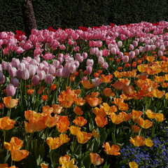 Springtime Tulip Bulbs Flowering
