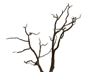 Dry branch of dead tree with cracked dark bark.beautiful dry branch of tree isolated on white background.Single old and dead tree.Dry wooden stick from the forest isolated on white background .