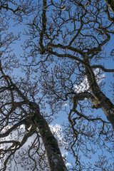regards vers la cîme des arbres