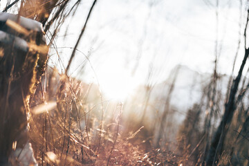 Forest detail with sunshine and warm color