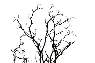 Dry branchs of dead tree with cracked dark bark.beautiful dry branchs of tree isolated on white background.Dry wooden stick from the forest isolated on white background .