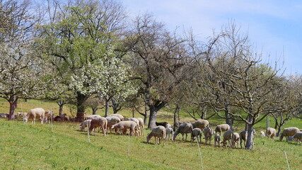 In einer blühenden Streuobstwiese weidende Schafe