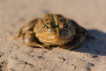 the fluff basking in the sun 
