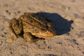 a frog basking in a spring elephant