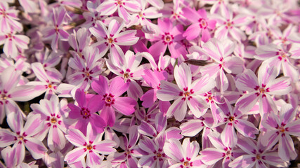 배경으로 사용 가능한 꽃 이미지(Flower image that can be used as a background)