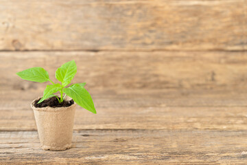 Green small potted seddling on the wooden background