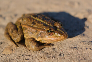 a frog basking in a spring elephant