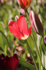 チューリップ 春 赤い 美しい かわいい 鮮やか 花畑 グリーン 綺麗 蕾