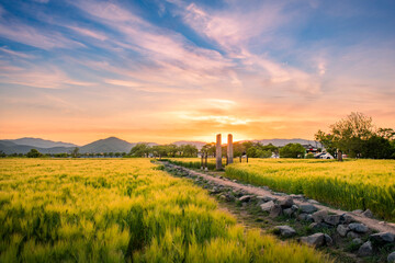 Fototapeta premium 청보리밭