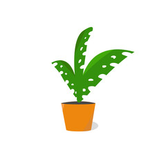 An indoor plant. Isolated on white background. Vector illustration.