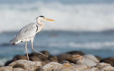 heron on the beach