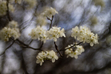 Spring blossoms with blue sky.