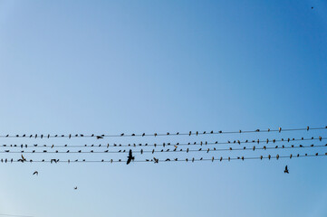  birds on wire