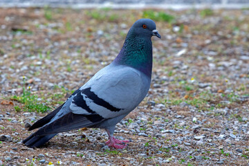 Colorful pigeon (Columba livia) in a park in  Athens, Greece.