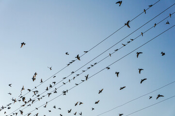  birds on wire