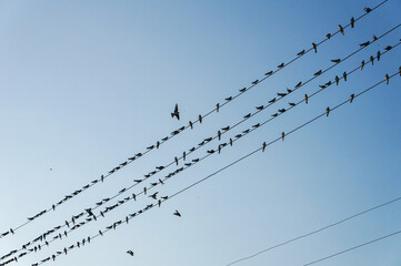  birds on wire - Powered by Adobe