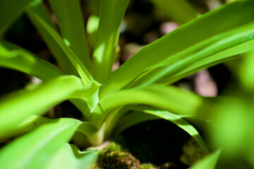 Obraz premium Green plant view