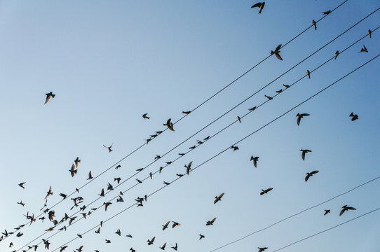  Birds On Wire