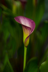 Calla lily with green blurred background