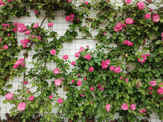 Fototapety  grupy kwiatów róż z zielonymi liśćmi na białej ścianie