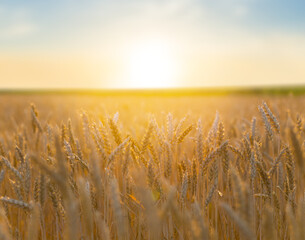 closeup summer wheat field at the sunset, farm agricultural background