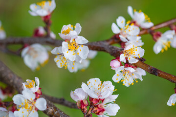 closeup apricot tree branch in blossom, meautiful spring countryside background