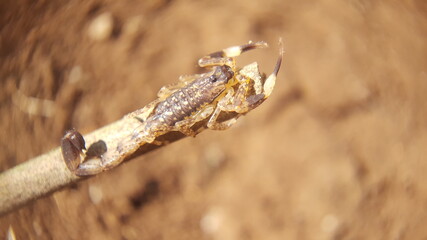 a scorpion on a dry twig