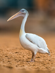 water bird swims on a lake