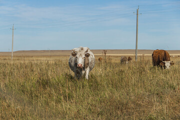 cows graze in a meadow, a fat cow, a cow ate grass, cows in a free pasture