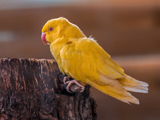 beautiful colorful bird sits and looks