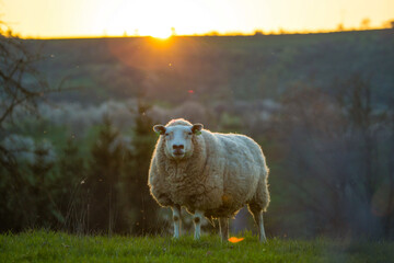Portrait of a sheep in a grass field with sunset in the background